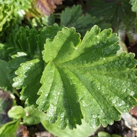 Geum montanum SDR5495 